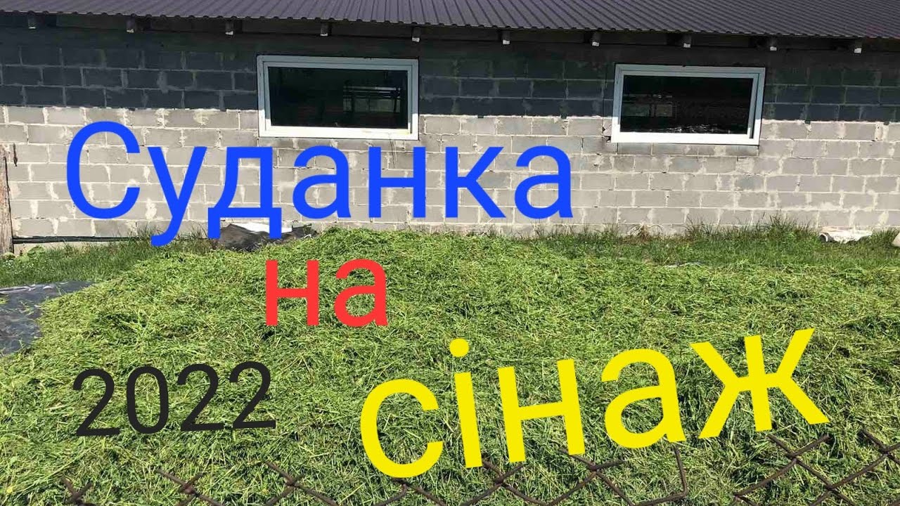 Суданка на сінаж!!урожай 2022, всі роблять навіть Діти!)