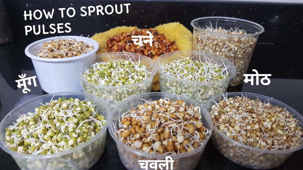 How To Sprout Pulses |मूँग,मोठ,चवली और चनों को अंकुरित करने का सही और आसान तरीका | Sprout Pulses