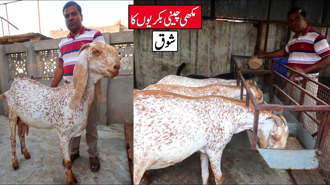 Beautiful Makhi Cheeni Goats Breeding Setup Of Faiz Ahmad Faiz Lahore 2023
