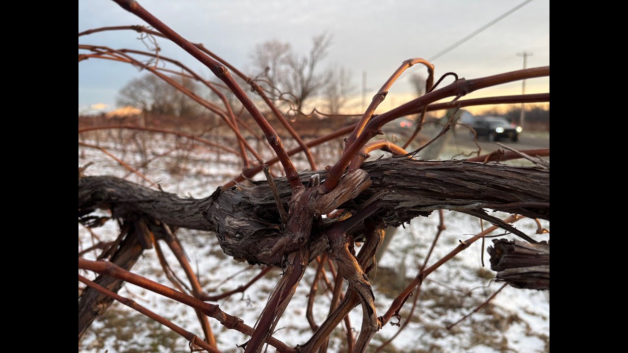 Between The Vines S6E2: Surveys and Conferences and Grants, Oh my!