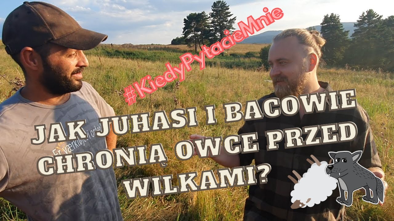 Jak Juhasi i Bacowie chronią owce przed wilkami? #KiedyPytacieMnie