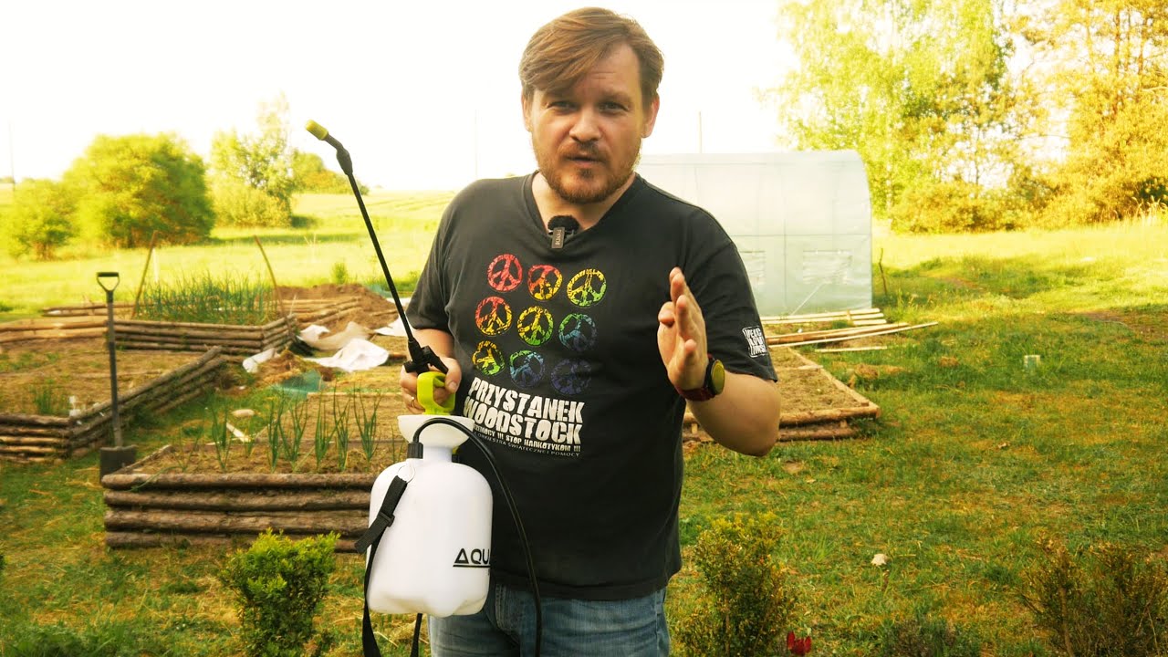 Zaatakowała nas ćma bukszpanowa! Zobacz, jak się jej skutecznie pozbyć!