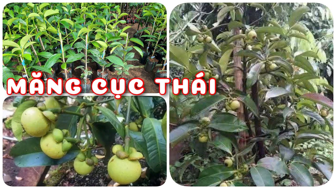 Cây Măng cục Thái lùn siêu trái | 0386569374 - Ngọc Ngân Bến Tre | Chuyên cây độc lạ