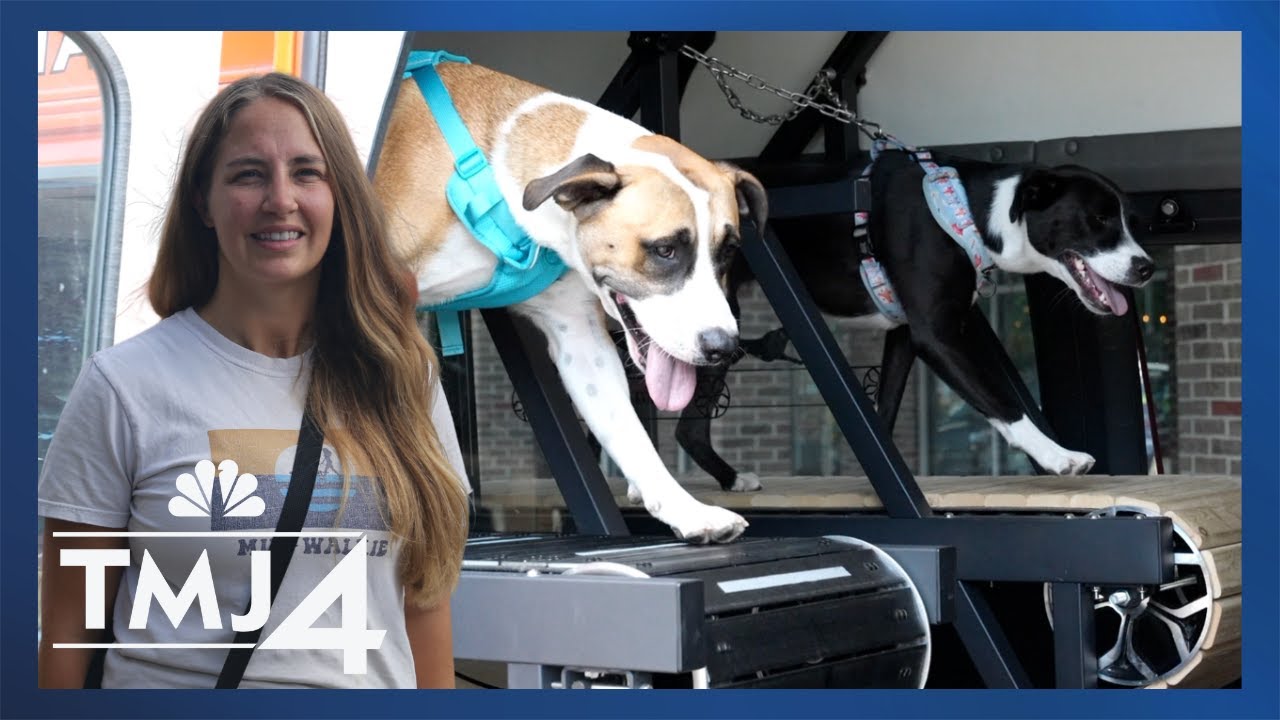 She created a mobile dog gym with treadmills