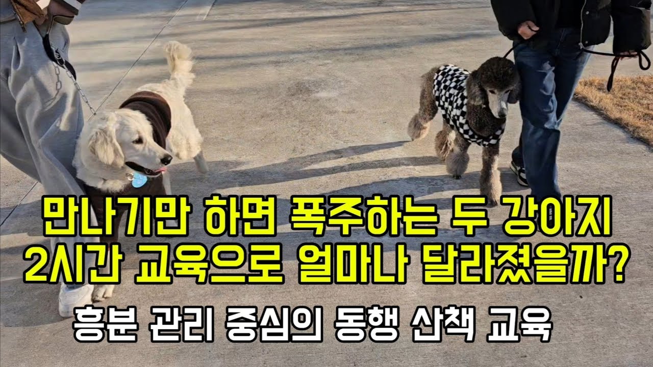만나면 과흥분 케미견 듀오,흥분도 조절 교육 리얼 변화 과정 #스탠다드푸들 #골든리트리버 #산책교육 #경주케렌시아 #더케이호텔경주 #더케이케렌시아