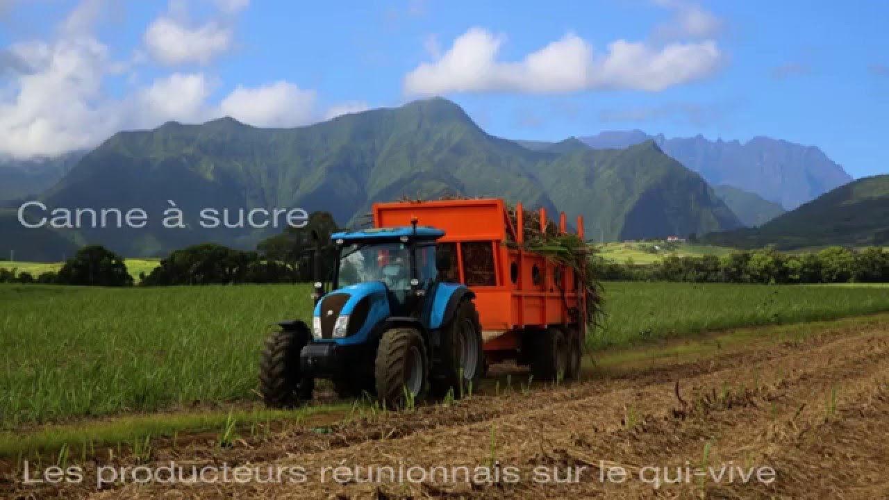 Canne à sucre : les producteurs réunionnais sur le qui-vive