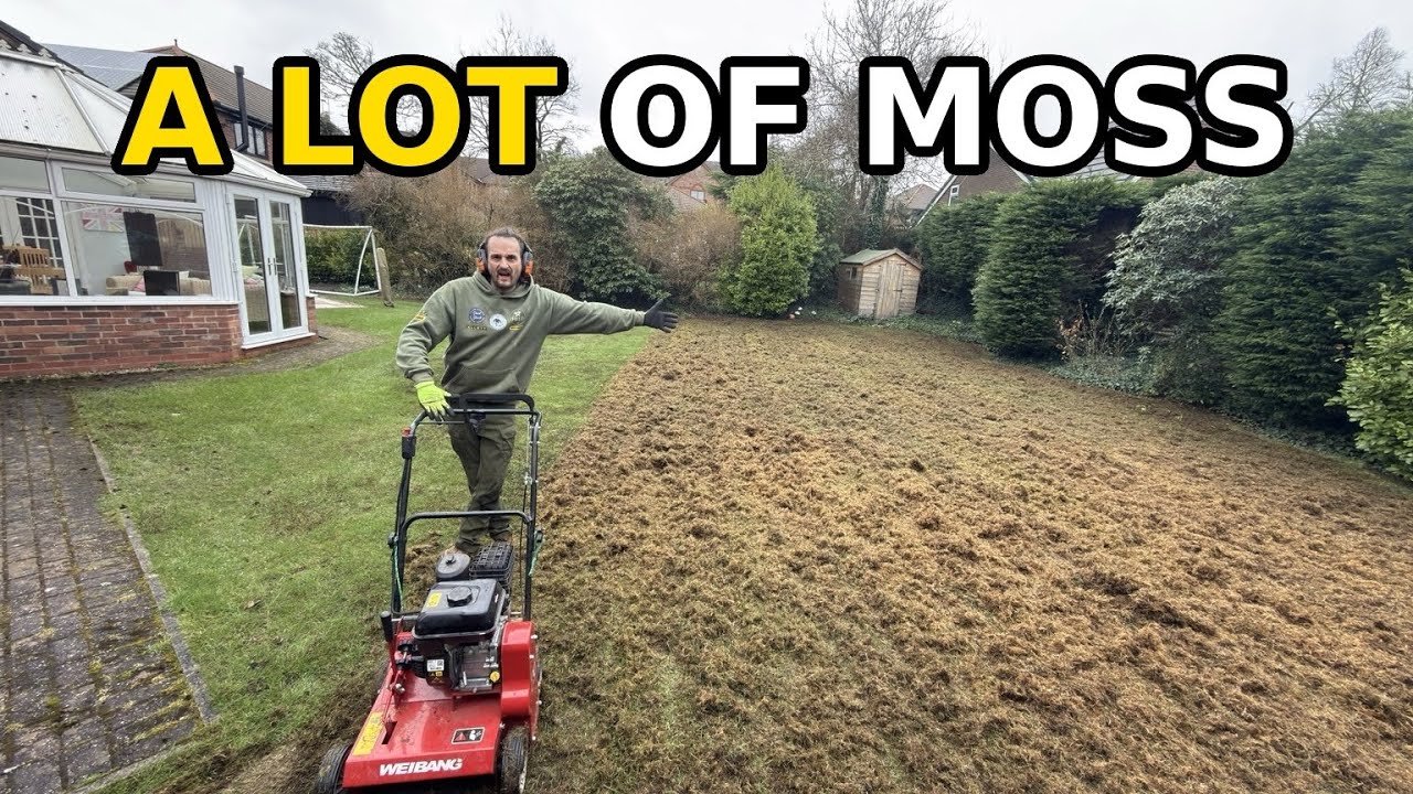 This MOSSY LAWN Is Not Beyond Saving, So Yours Might Be Worth Saving Too