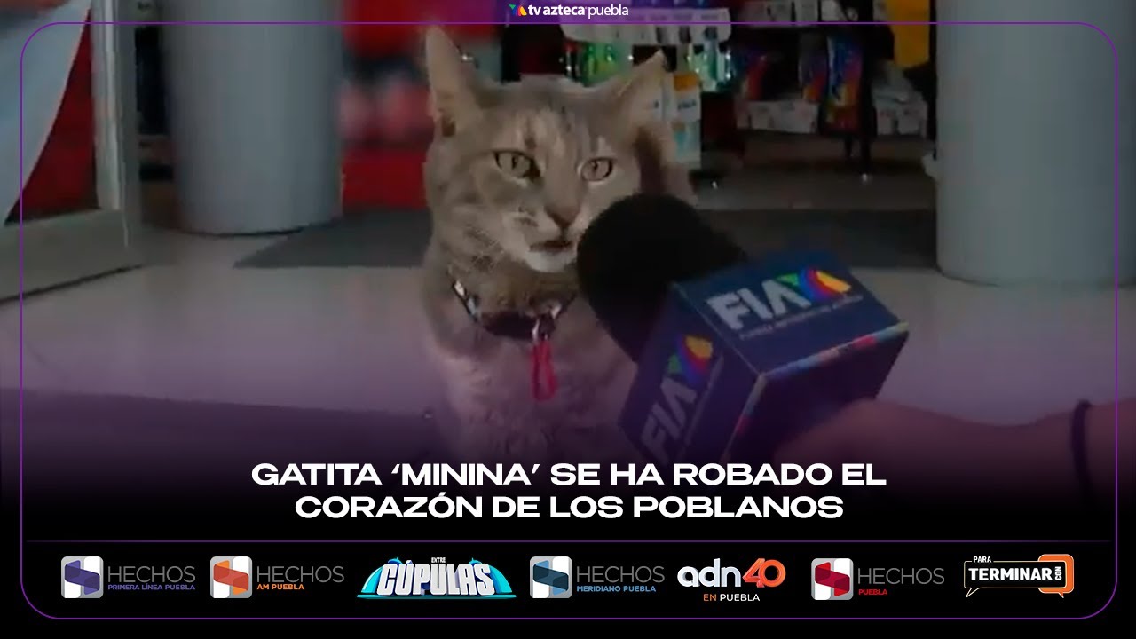 Gatita ‘Minina’ se ha robado el corazón de los poblanos