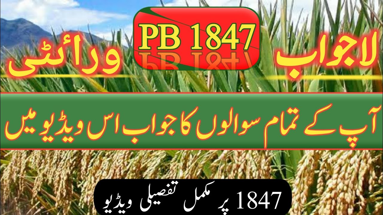 Old basmati varieties vs rice variety 1847 | 1885,1509,1985,1692, vs 1847 | Zikria agri information