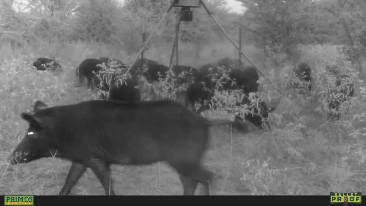 Texas Hog Bow Hunt 2016