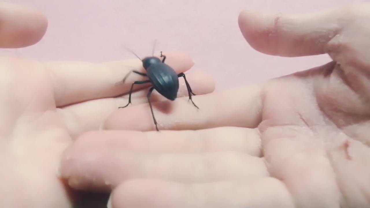 Жучок/ИноПланНеТянка/Разве не милый/😍/black beetle...