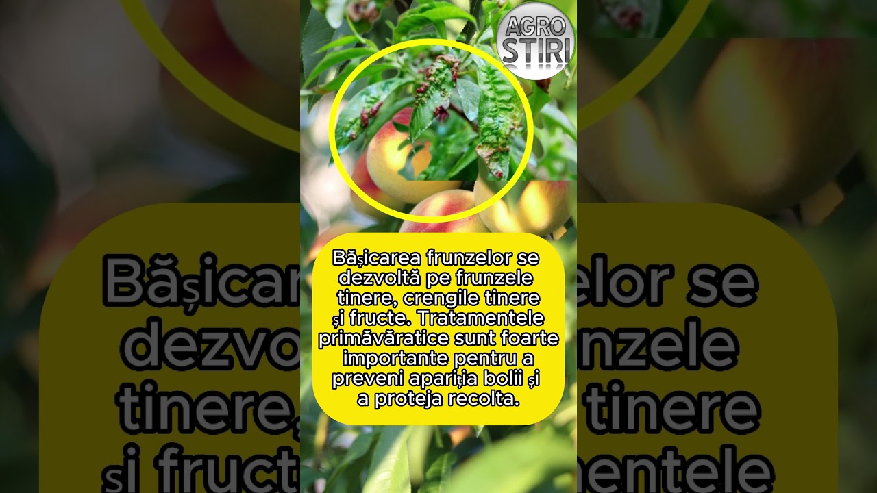 Tratament pomi: cum tratam basicarea frunzelor la piersici