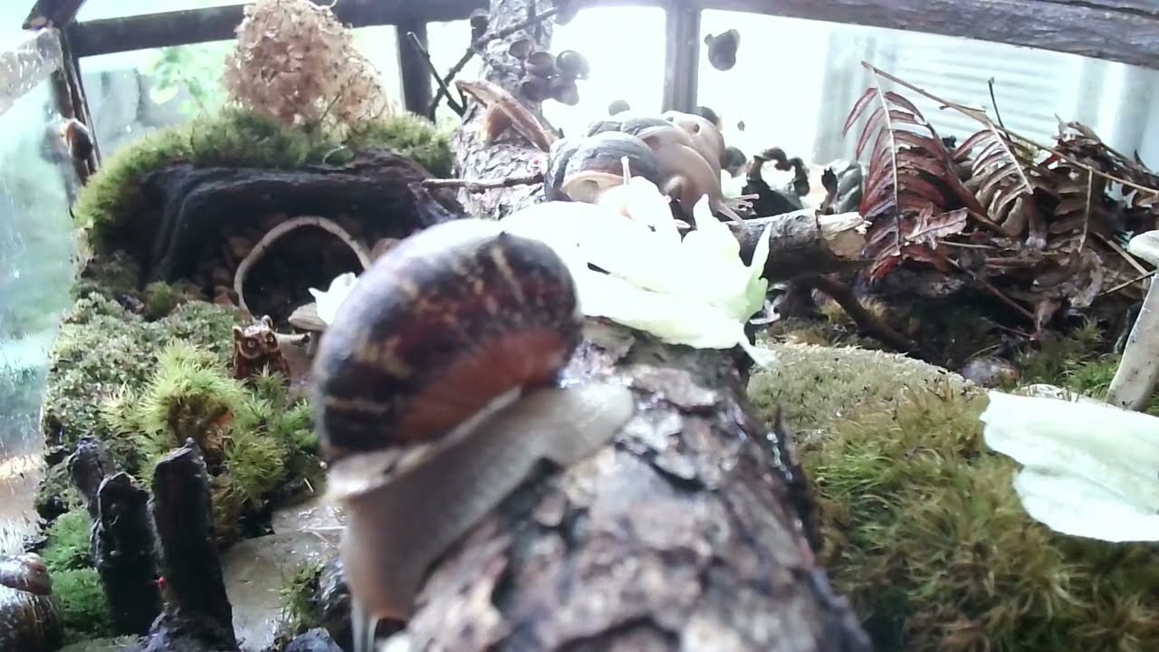 Live | Snail Home 🐌🌿 Cozy Terrarium • Slow Life