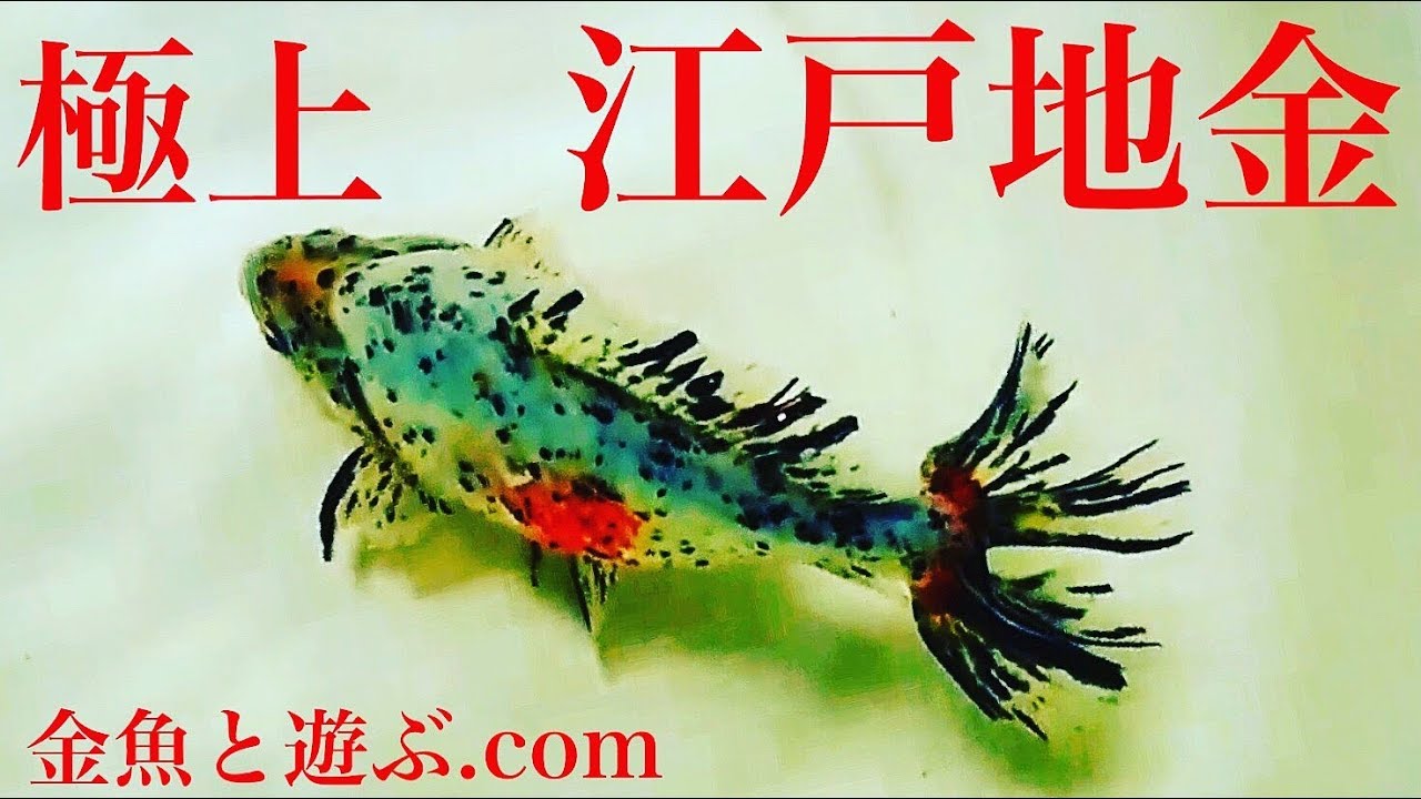 巨大金魚　志村産　江戸地金　五色東錦　を紹介　goldfish