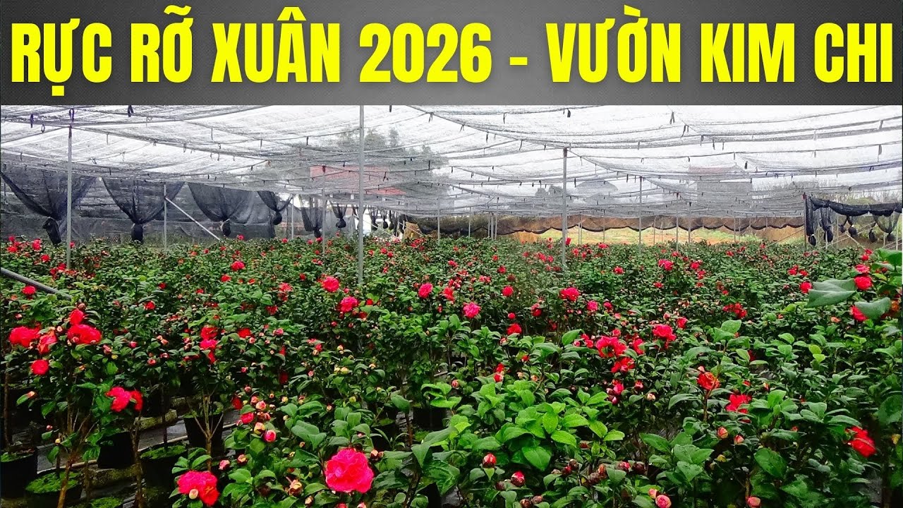 RỪNG HOA TRÀ MY ĐANG ĐUA NHAU KHOE SẮC || VKC 0988015061