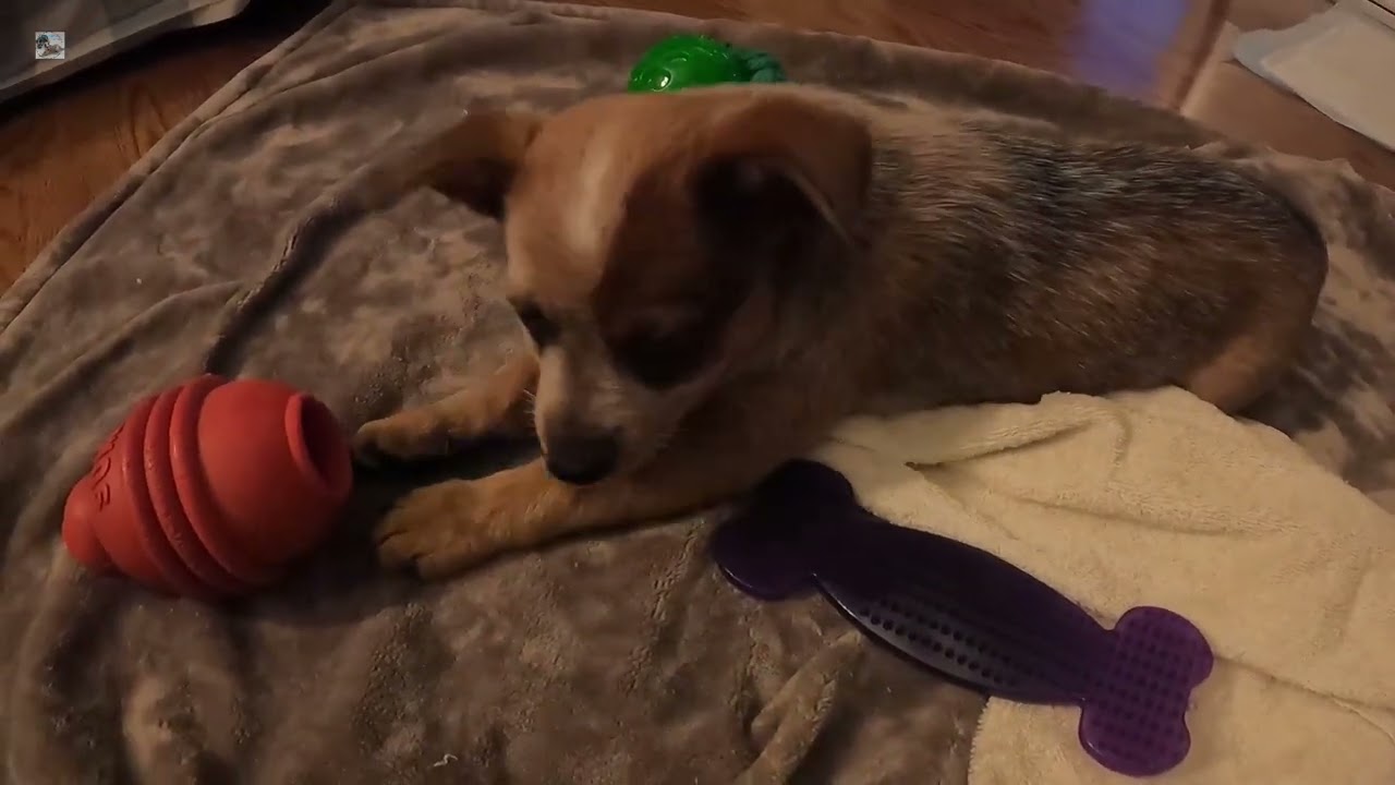 68 Days Old Australian Cattle Dog Miniature Puppy 5/1/2022 Part 2