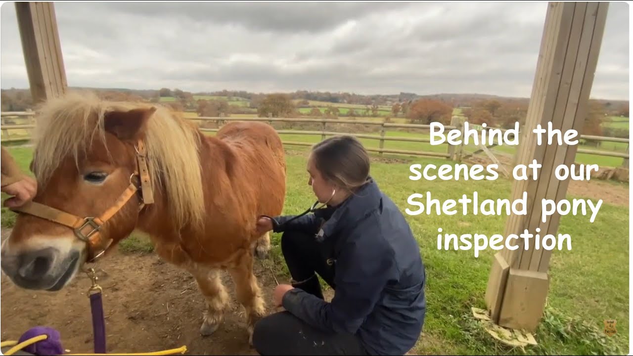 Behind the scenes at our Shetland pony inspection: TV episode 571