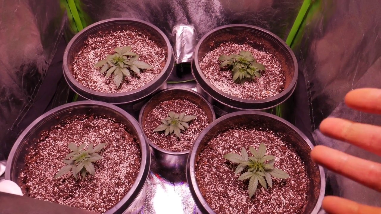 HOW TO GROW BIG BUSHY AUTOFLOWER CANNABIS WITH LEAF TUCKING