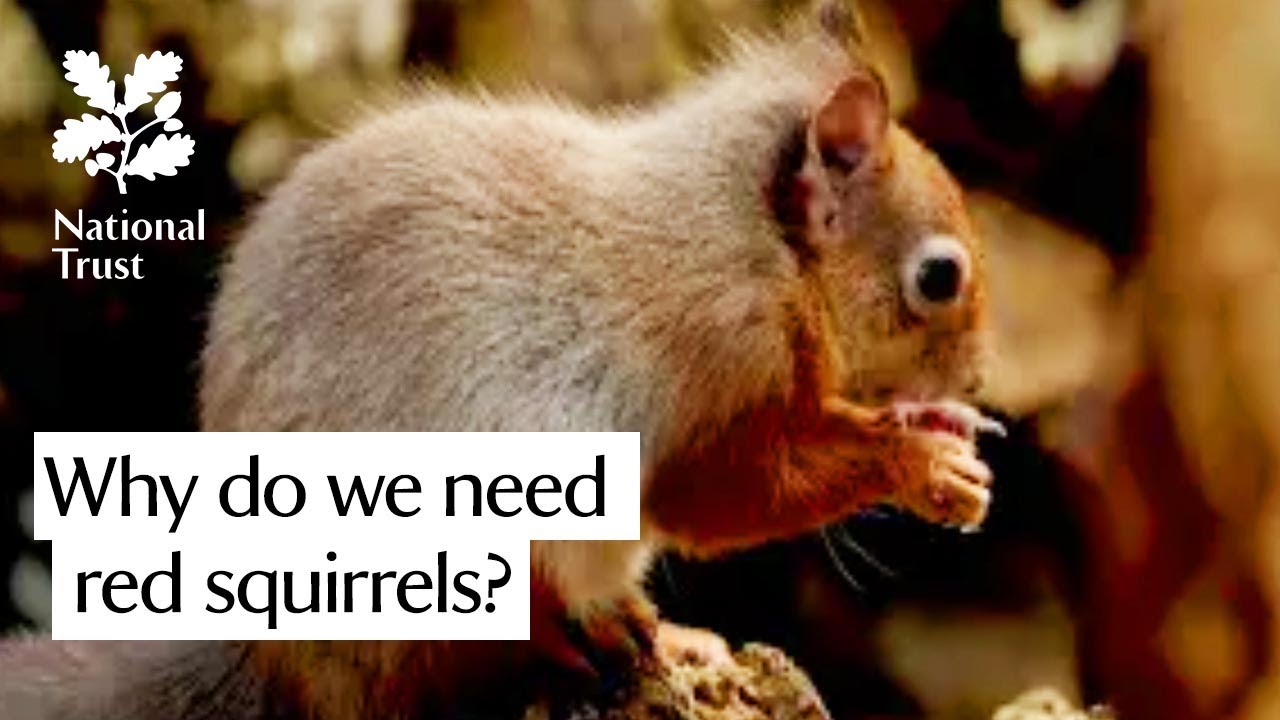 Why do we need red squirrels in the UK?