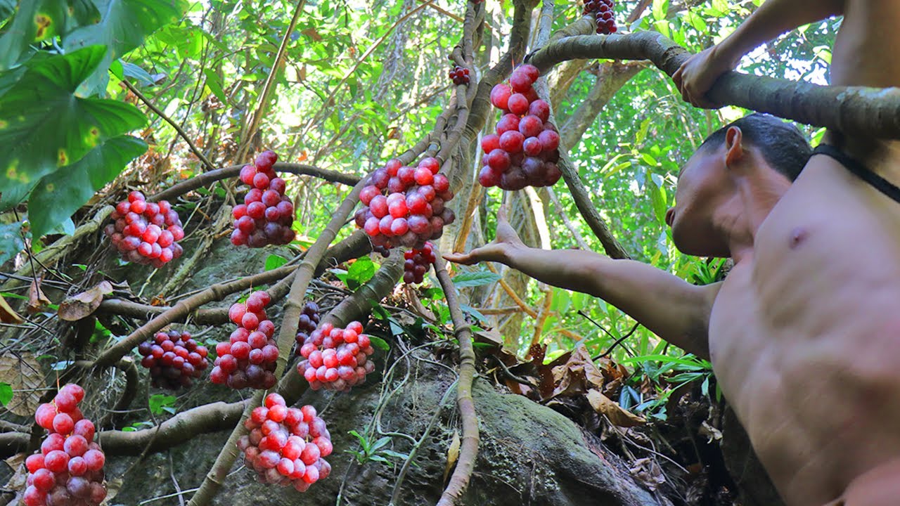Amazing Adventure Find Wild Grapes on Mountain for Eat to Survival