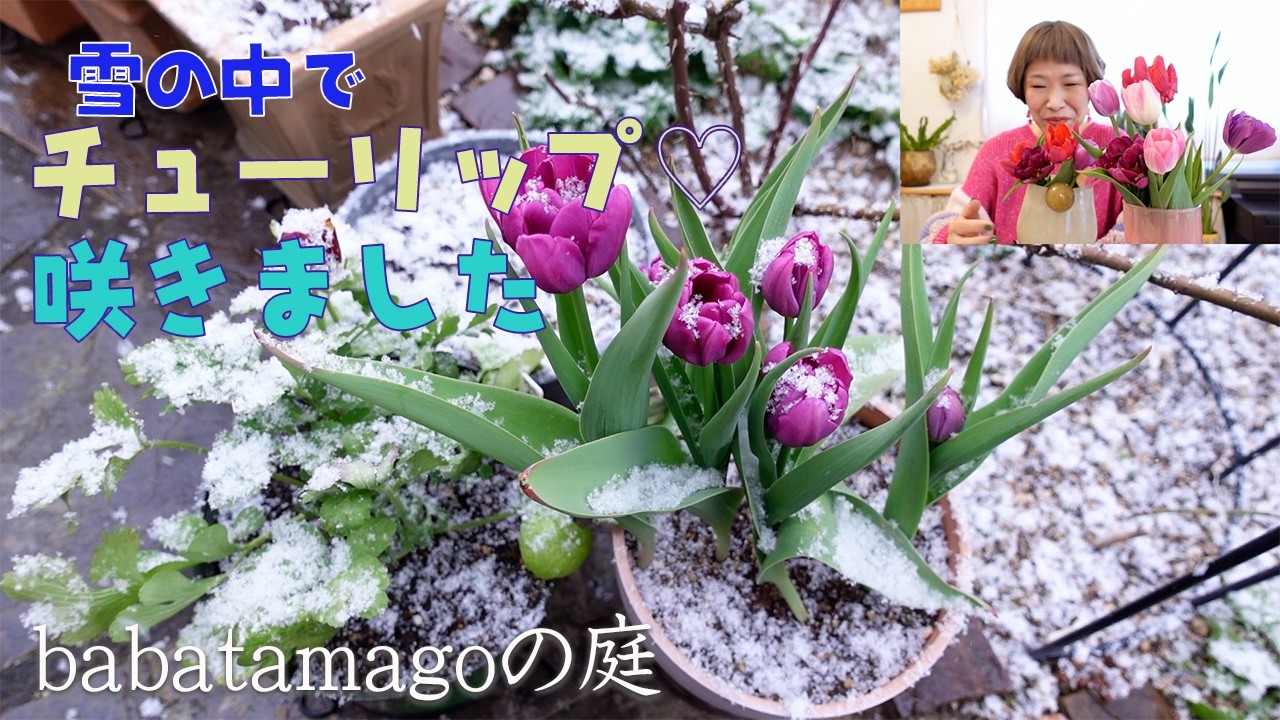 babatamagoの庭/【雪の中】冬に咲くアイスチューリップ