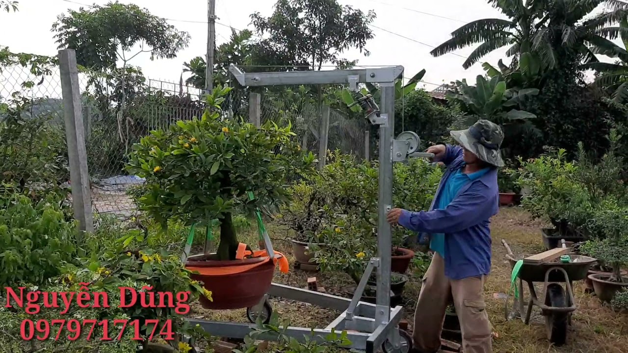 Cần cẩu chế .cẩu để di chuyển cây và thay phân cho cây