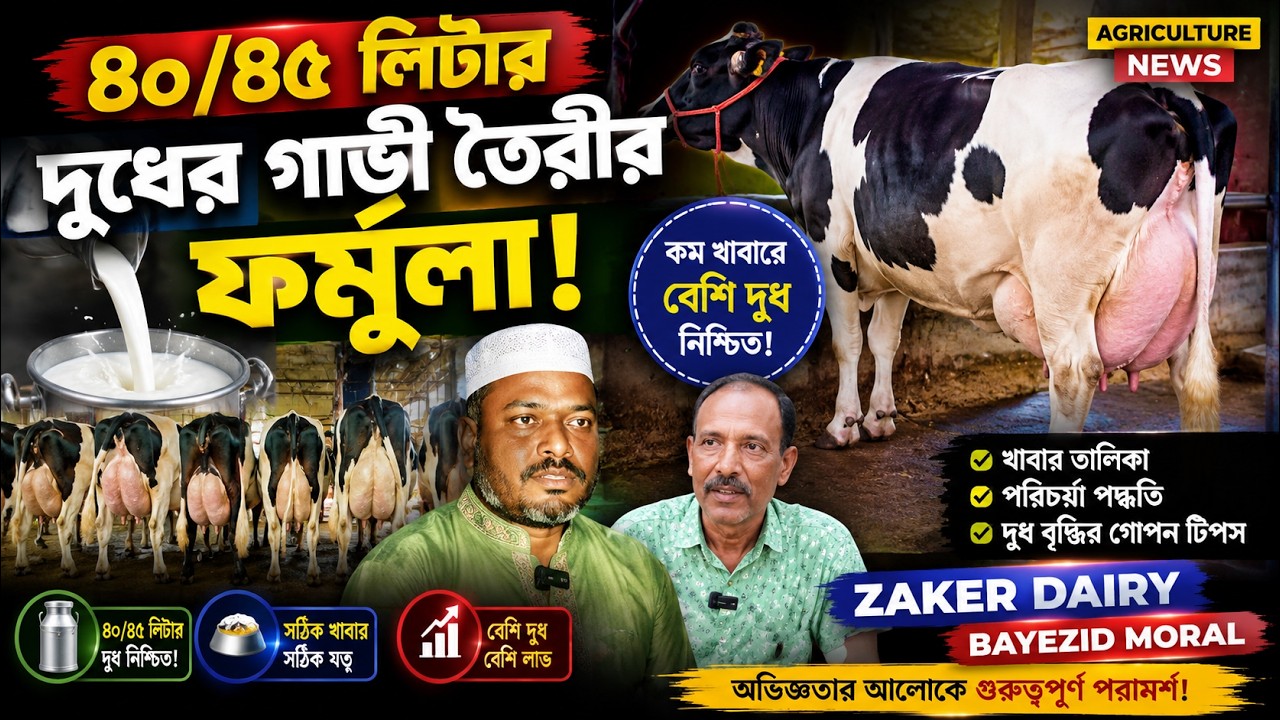 ৪০/৪৫ লিটার দুধের গাভী তৈরীর ফর্মূলা | zaker dairy | Agriculture news | bayezid moral