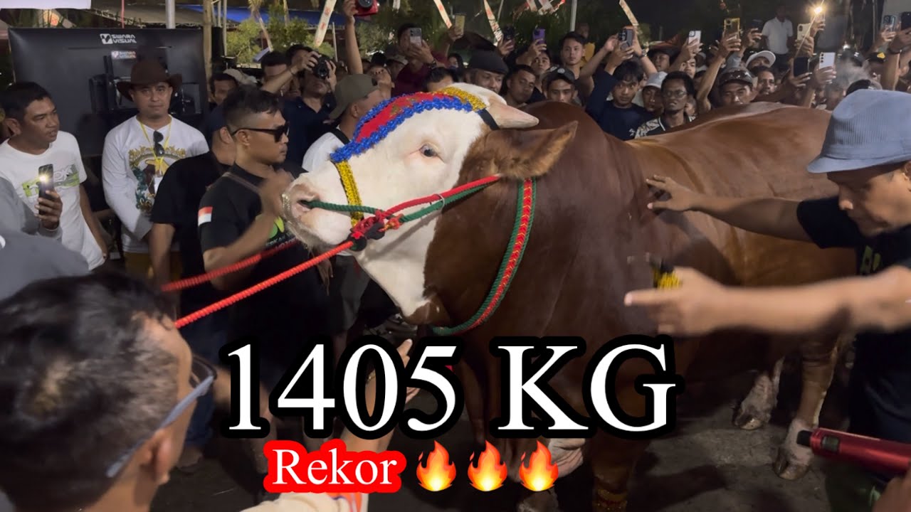 Olbrzymia krowa pobiła rekord 1,4 tony, wygrywa konkurs APPSI JEMBER 2025‼️🔥🔥🔥