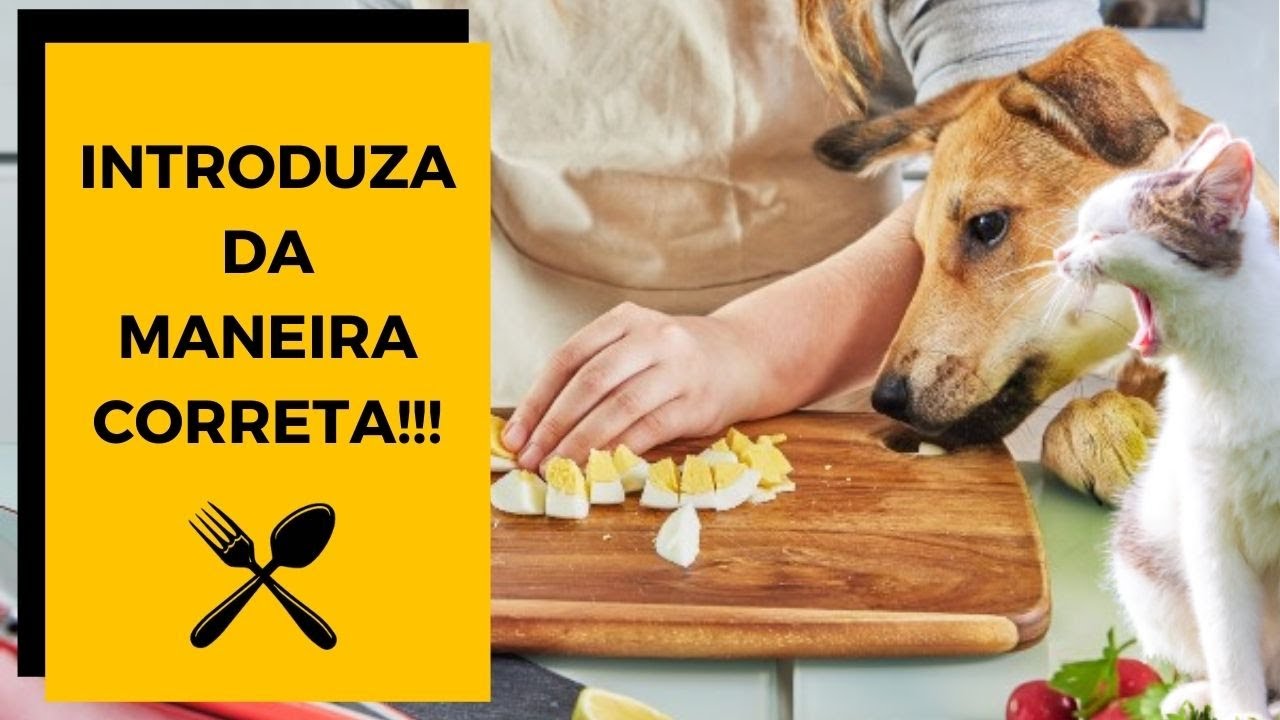 ✅  COMO FAZER A TRANSIÇÃO DA RAÇÃO PARA ALIMENTAÇÃO NATURAL para cães e gatos? 😋