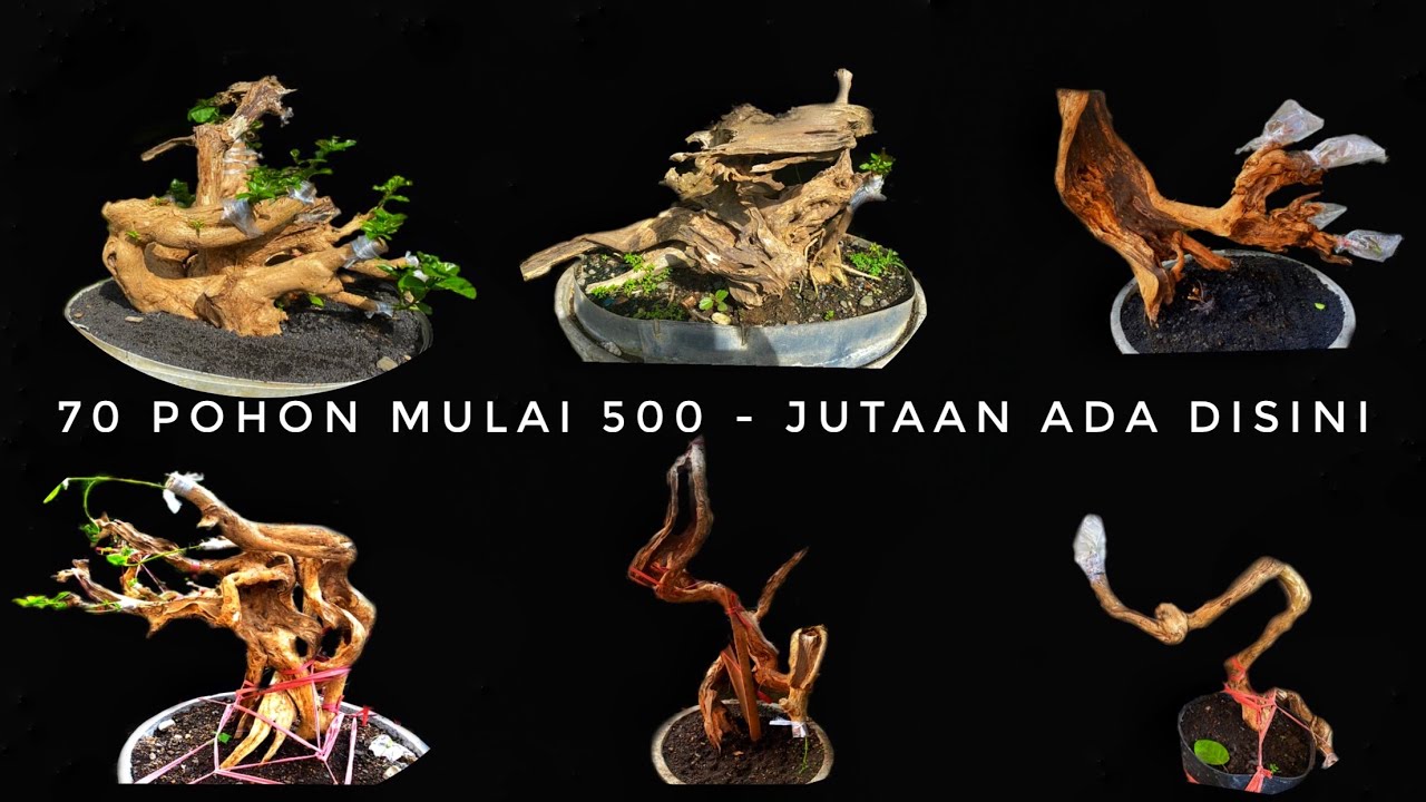 Cek Harga Bonsai Wahong | Bonsai Wahong | Wahong | Bali