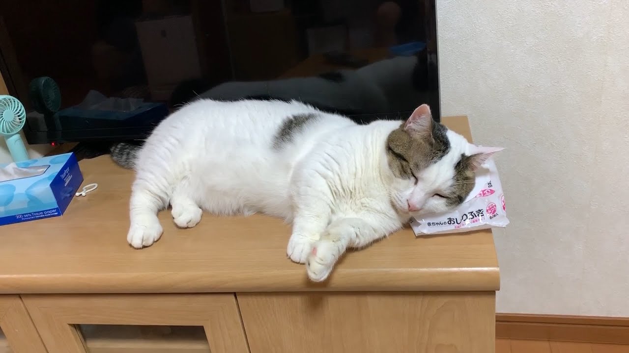 どんな枕でもくつろぐ猫
