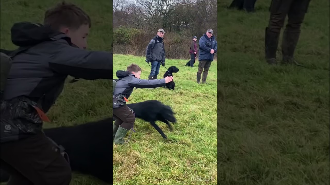 Wirral gundogs - puppy training session 8/1/23