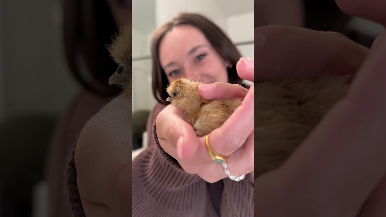 EBAY EGGS DAY 21: Hatching the rest!! We love the BOOFY!! #hatchingeggs #hatchingchickeneggs