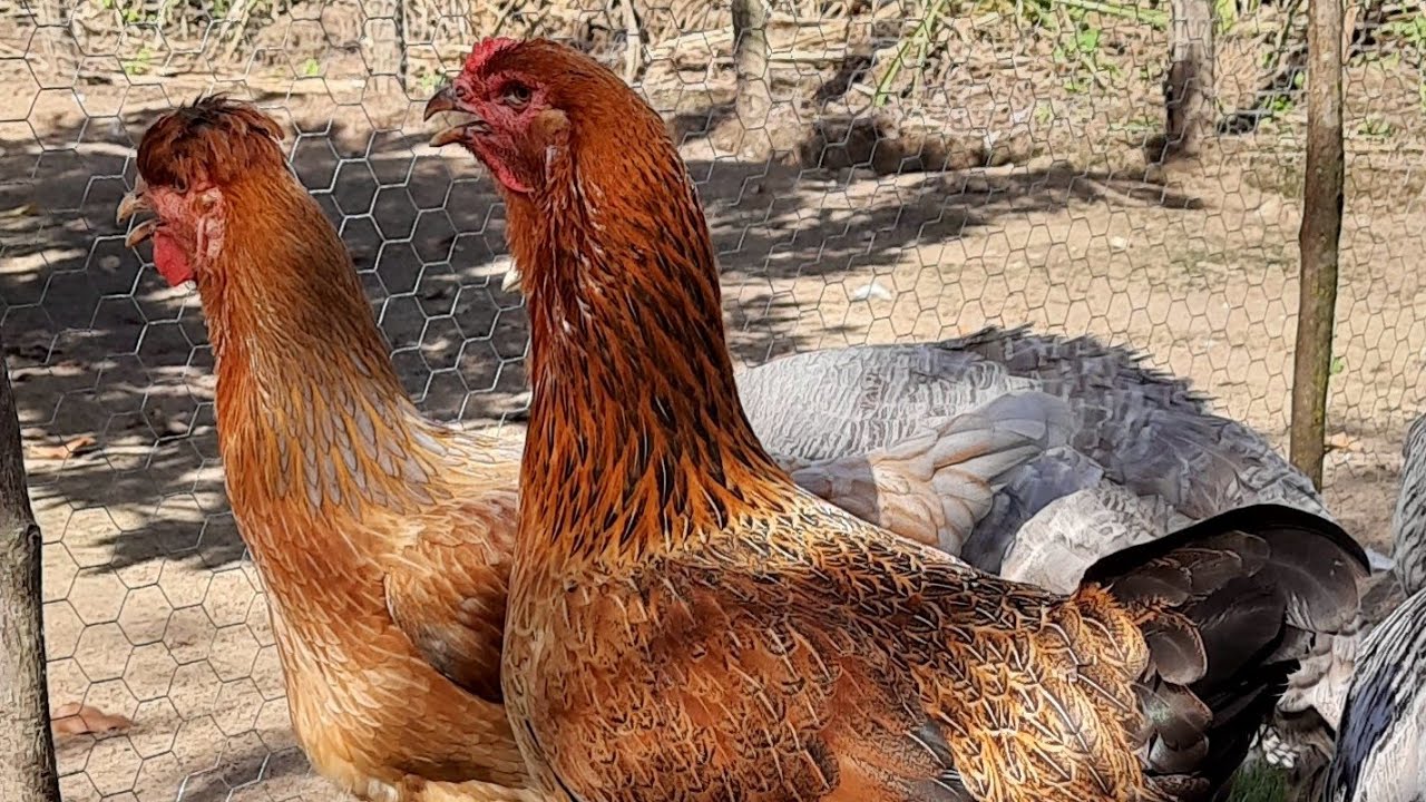 Minhas Galinhas e Futuras Matrizes.