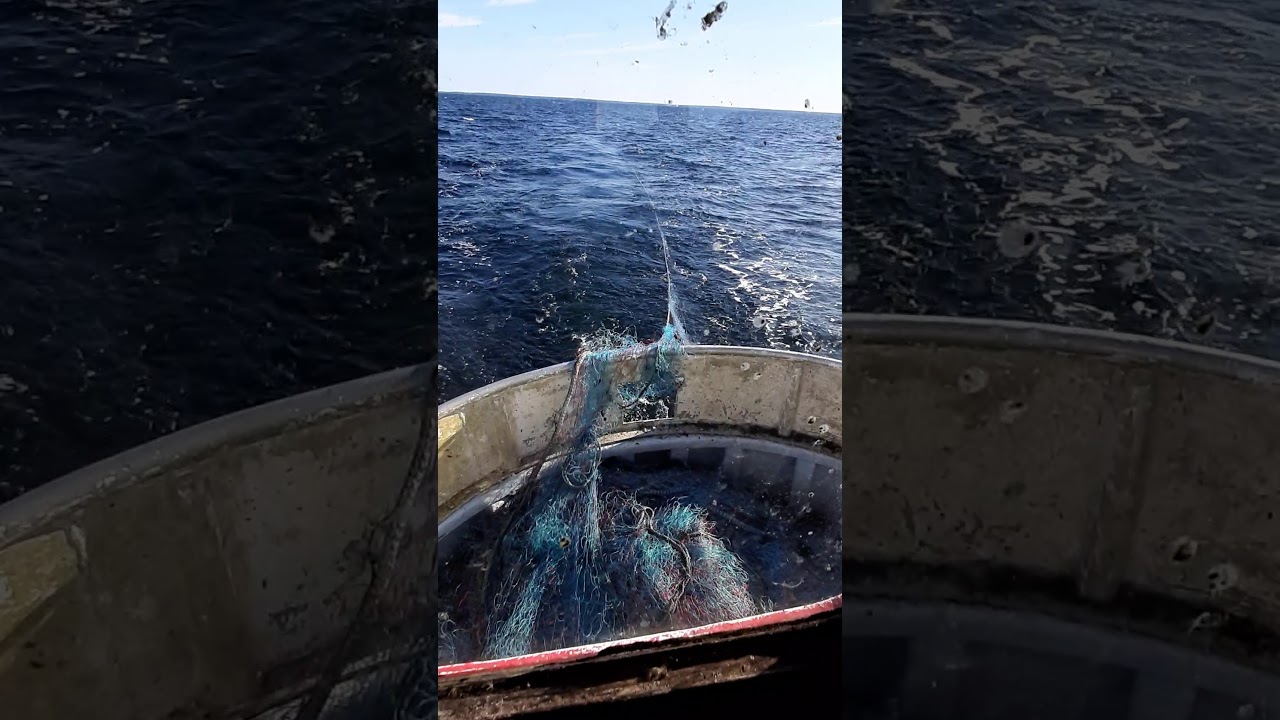 Setting codnets at Aland sea, Turskaverkonlaskua Ahvenanmerellä, Torsknäts läggning Ålands hav