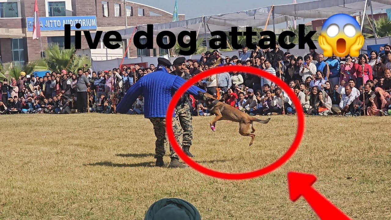 DOG SHOW 2026 VLOG!!!SKUAST JAMMU