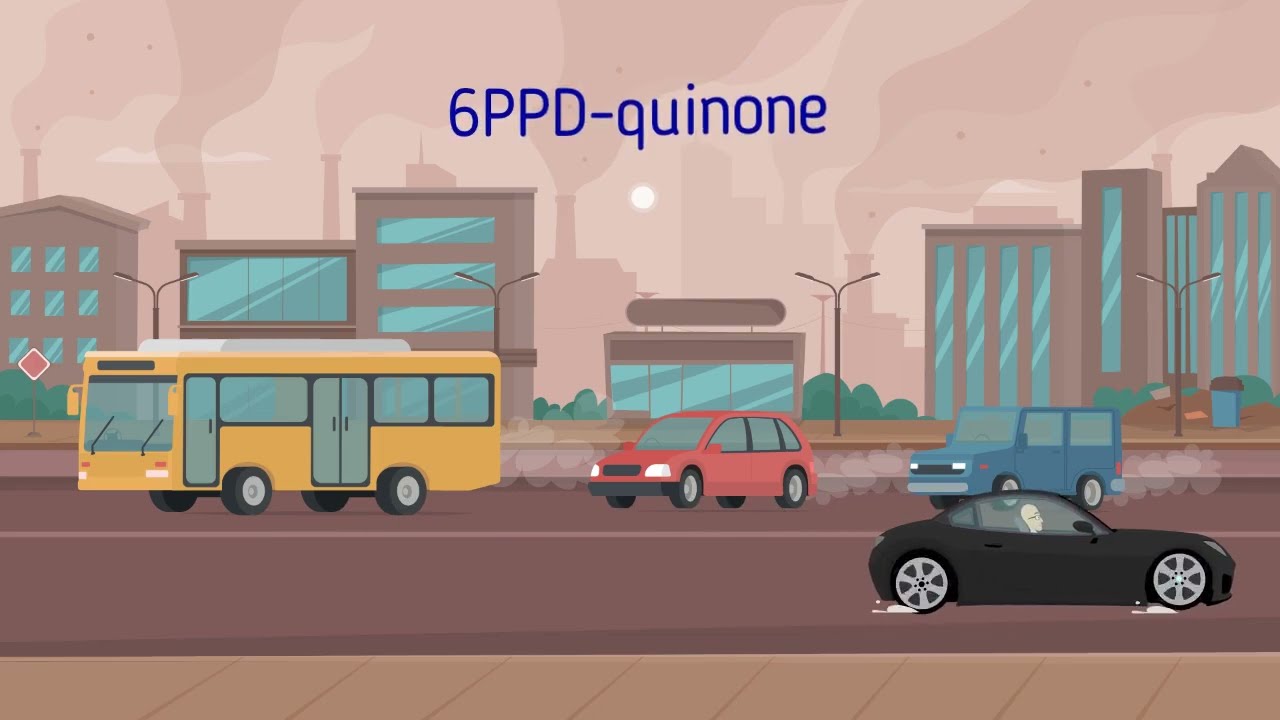 6ppd -  French 1