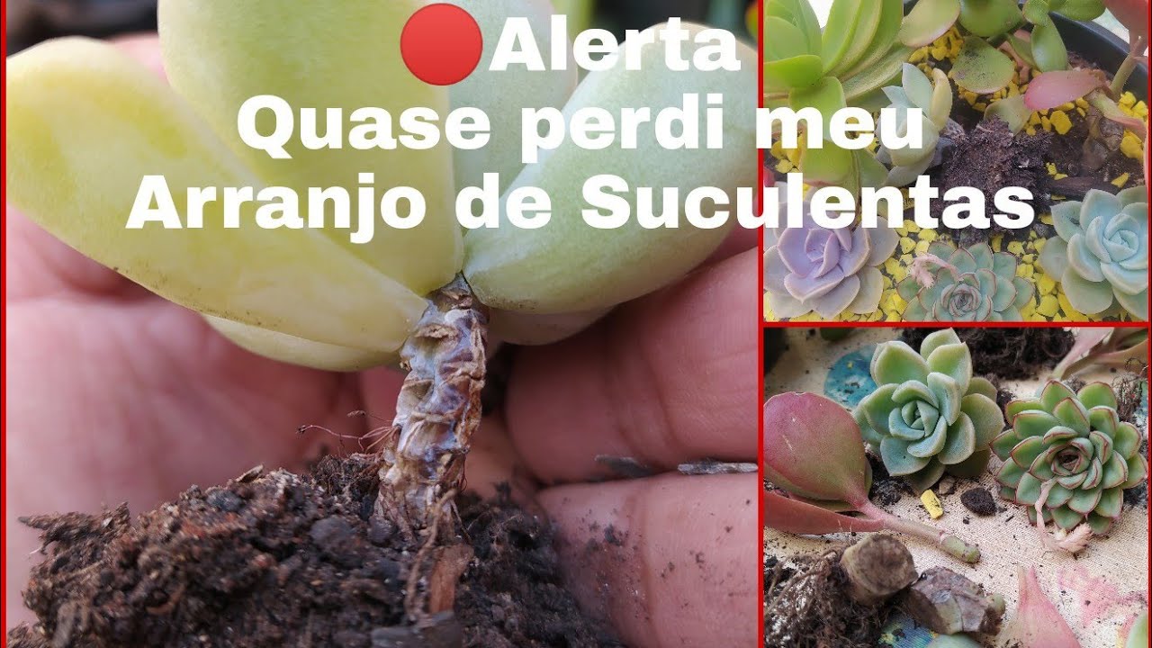 Suculenta: Com substrato úmido e excesso de Sol...