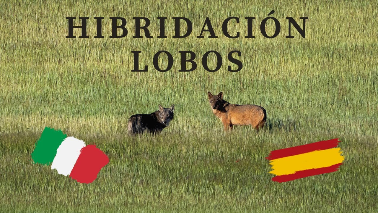 La hibridación del lobo ibérico con el itálico es positiva