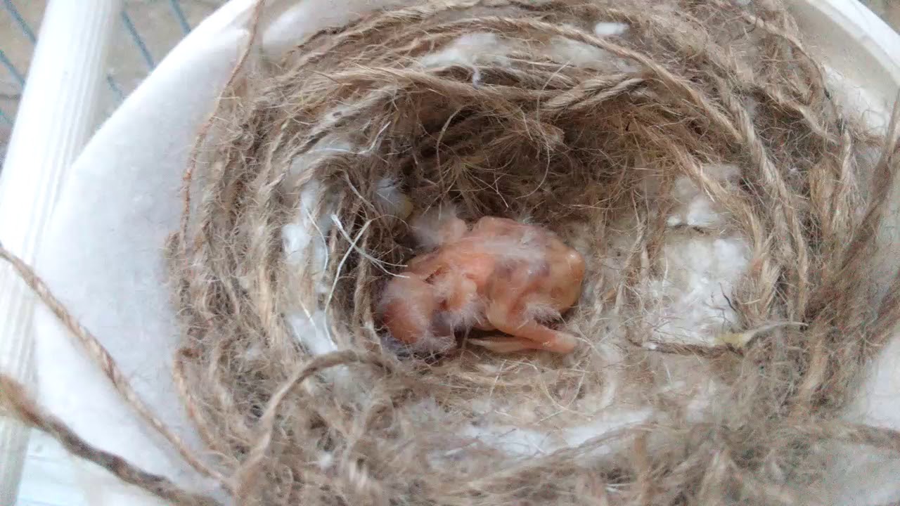 ما شاء الله...الغذاء القاعدي للفراخ للأيام الأولى بعد الفقص