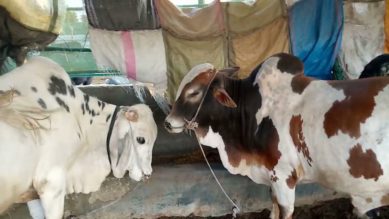 @#Landi.Cattle.💓Karachi.🥀03222309288*@IR.jay🆕