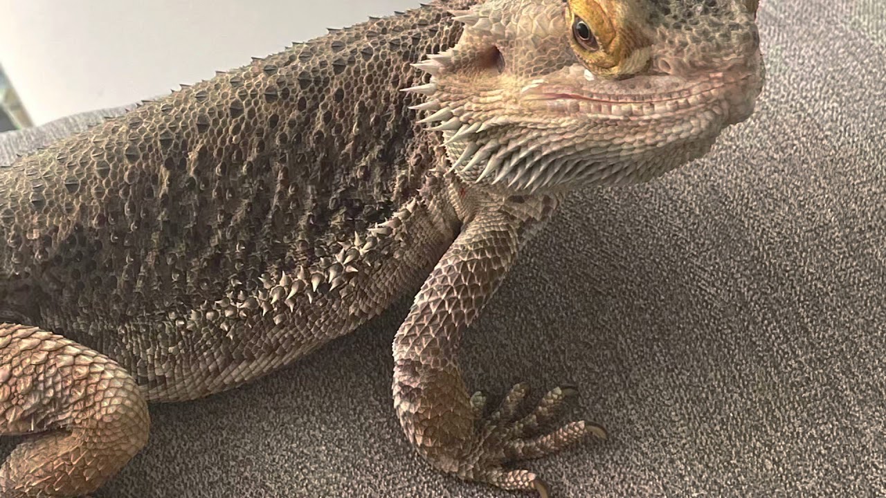 Peter, le pogona vitticeps