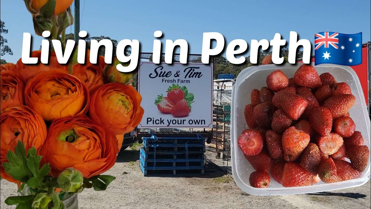 Australia Vlog 🇦🇺 Living in Perth | Spring is Here! Strawberry Picking in Perth 🍓 Just Fresh Vibes!