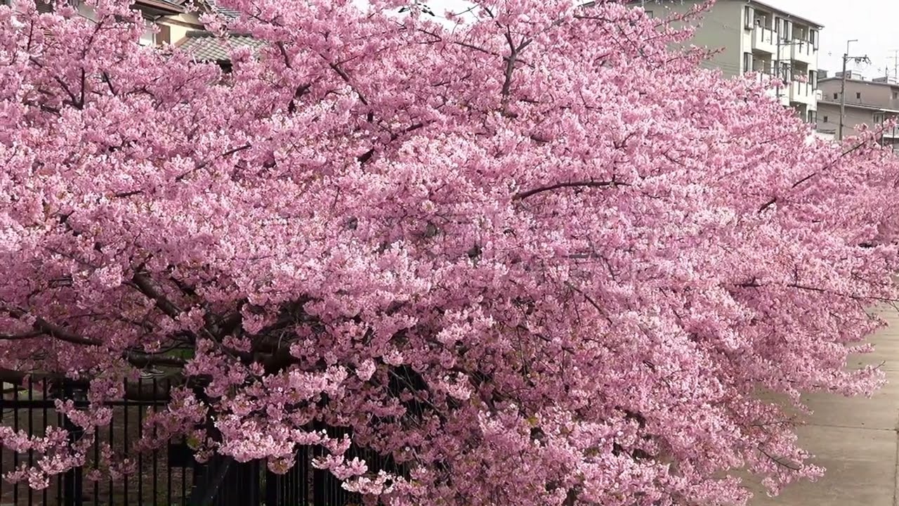 淀の河津桜