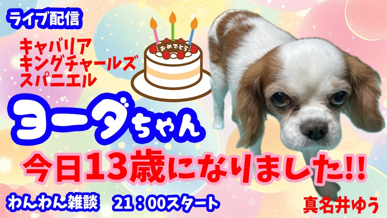 ワンワン配信★ヨーダちゃん誕生日🐶まったり雑談〜ライブ配信🐾