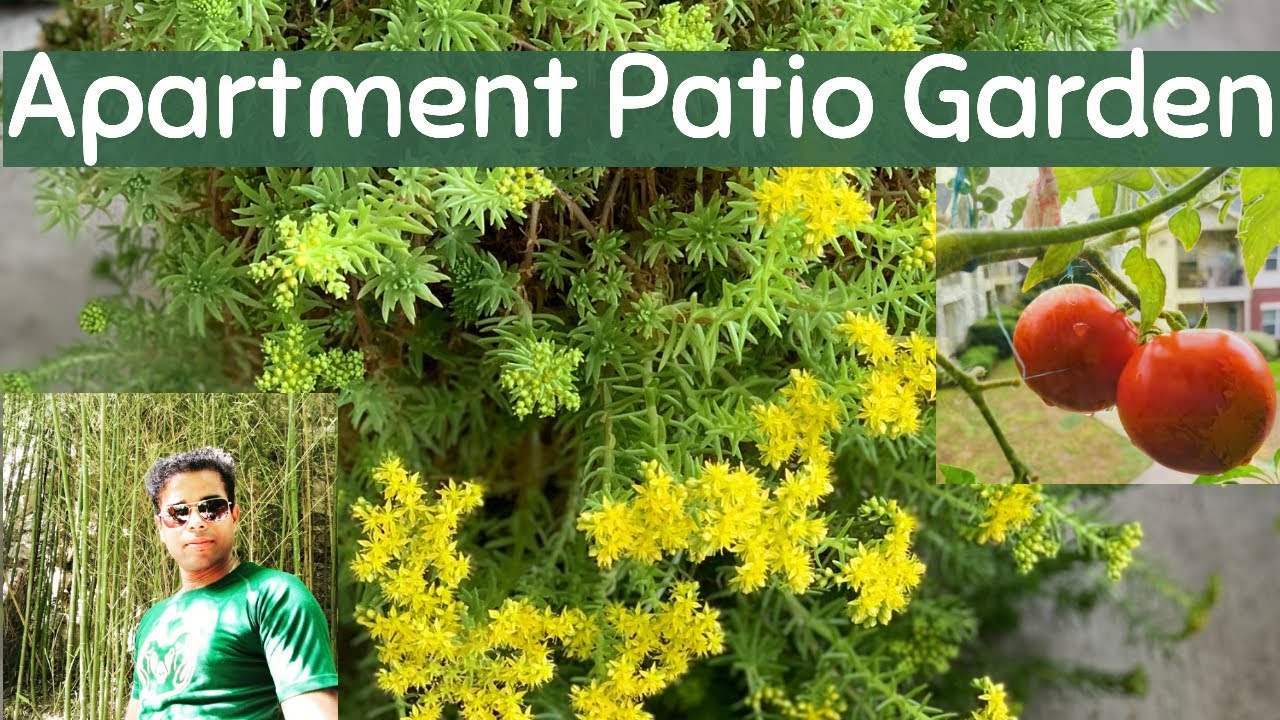 How to set up a balcony Garden | Tips for Balcony Garden | Patio Garden Tour | Apartment Gardening