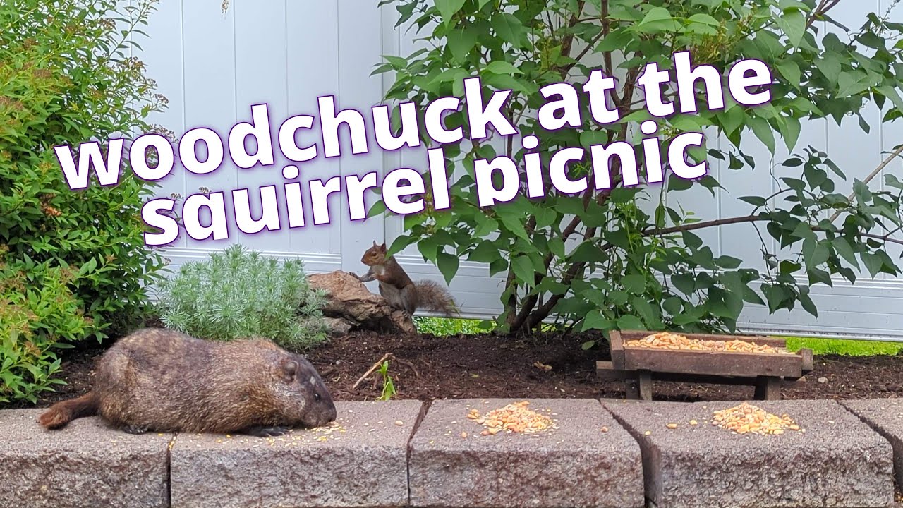 A woodchuck visits the squirrels