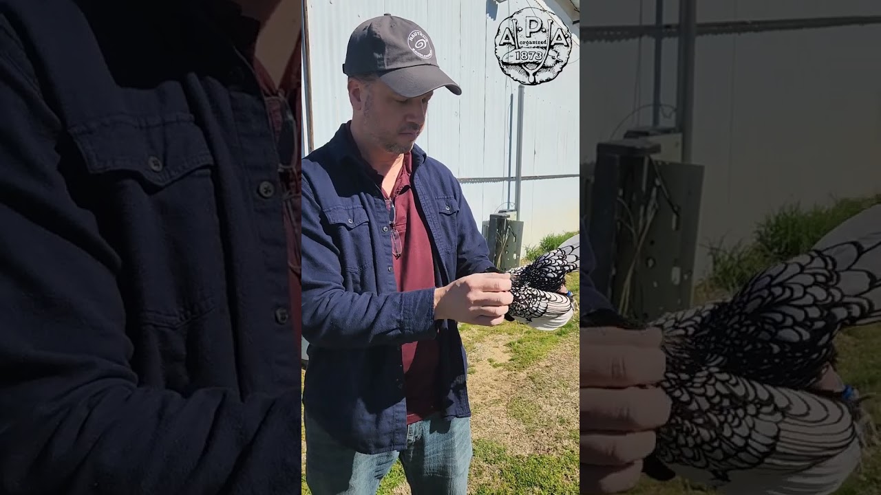 60 Second Breed Spotlight- Silver Sebright Bantam