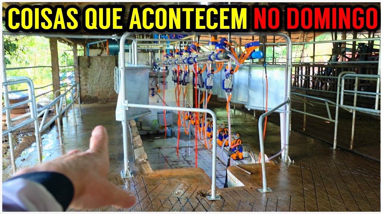 CAIXA D’ÁGUA FURADA na Sala de Ordenha (Domingo de Trabalho no Sítio)