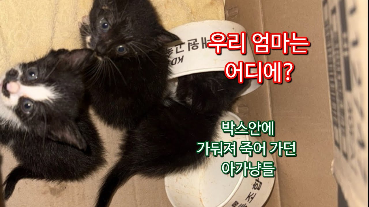 울 엄마는 어디에 있어요?